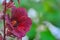 Cranberry hibiscus in garden