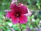 Cranberry hibiscus plant ,Dark red flower ,Hibiscus acetosella ,African rosemallow ,False roselle ,Maroon mallow ,Florida cranberr