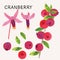 Cranberry illustration vector set with watercolor texture and line art. Hand drawn fully isolated modern colorful design elements