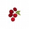 cranberry illustration on white background