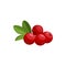Cranberry isolated vector icon, wild berries.