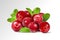 Cranberry with leaves on transparent background. Realistic vector. 3d illustration