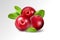 Cranberry with leaves on transparent background. Realistic vector. 3d illustration