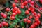 Cranberry macro, red berries, and green branches, close-up view of vibrant red cranberries on lush green twigs