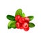 Cranberry mooseberry, bog-berry, moss-berry berries with leaves isolated on white. Evergreen dwarf shrubs. Wild