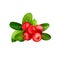 Cranberry mooseberry, bog-berry, moss-berry berries with leaves isolated on white. Evergreen dwarf shrubs. Wild