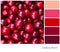 Cranberry Palette