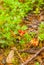 Cranberry plant and berries