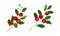 Cranberry twigs with ripe berries and green leaves set. Lingonberry branches with red fresh berries vector illustration