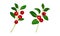 Cranberry twigs set. Lingonberry branches with red ripe berries vector illustration