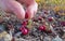 Cranberry Vaccinium vitis-idaea pick alpine tundra
