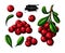 Cranberry vector drawing. Isolated berry branch sketch on white background.