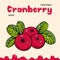 Cranberry vector illustration, berries images. Doodle cranberry vector illustration in red and green color. Cranberry