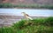 Crane on bank of a pond