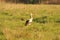 Crane bird in the field, Gruidae