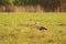 Crane bird in the field, Gruidae