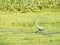 Crane bird in swamp in spring , Lithuania