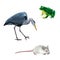 Crane bird, white mouse, green frog, Grey Heronn