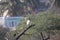 Crane Birds, black bird, taking rest, tree stem,