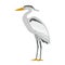 Crane cartoon illustration isolated on white. Wetland grey bird standing.