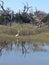 Crane in the Coastal Estuary