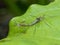 Crane Flies Mating on a Leaf