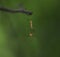 Crane flies Tipulidae mating on a branch tree