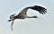 Crane in flight. Common Crane European crane.