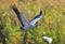 Crane in flight. Common Crane, Grus grus or Grus Communis.