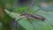 Crane fly in close up.