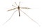 Crane fly or daddy long-legs, Tipula maxima