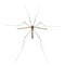 Crane fly or daddy long-legs, Tipula maxima