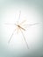 Crane fly, daddy longlegs on a white background