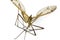 Crane Fly, Family Tipulidae