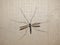 Crane Fly insect