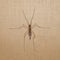 Crane Fly insect