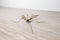 Crane Fly insect in a home on wooden floor. Commonly called daddy long legs