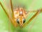 Crane Fly (Mosquito Hawk) with bright blue eyes close up portrai