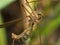 Crane Fly (Mosquito Hawk) with bright green eyes