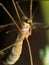 Crane Fly (Mosquito Hawk) with bright green eyes