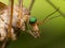 Crane Fly (Mosquito Hawk) with bright green eyes close up profil