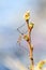 Crane fly on a plant stalk