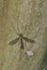 Crane Fly (Tipula oleracea) resting on a Crepe Myrtle tree.