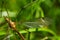 Crane fly wing, head and eyes - Tipula sp.