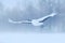 Crane fly, winter scene with snowflakes. Wildlife scene from snowy nature. Red-crowned crane flight above snowy meadow, Hokkaido,