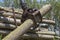 Crane Grabbing Pile of Wooden Logs - Lumber Industry