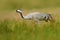 Crane in the green grass. Wildlife scene from Europe. Grey bird with long neck. Travelling in Sweden. Common Crane, Grus grus, big