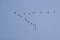 Crane group in the sky in V formation. Migratory birds on their return journey