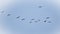 Crane group in the sky in V formation. Migratory birds on their return journey