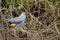 Crane Hawk on Fallen Log